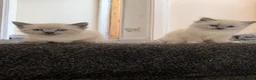 Siamese cats for sale: Siamese/ragdoll cross  in Rochdale - Advert 12