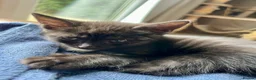 Bengal cats for sale: Beautiful bengal kittens for sale, norwich nr9 - Advert 3