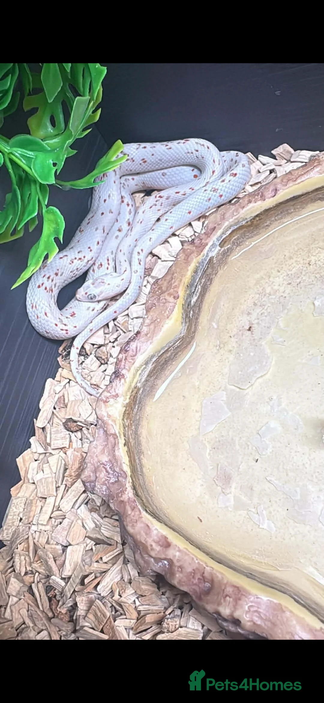 Corn Snake reptiles for sale: Corn snake  - Advert 2