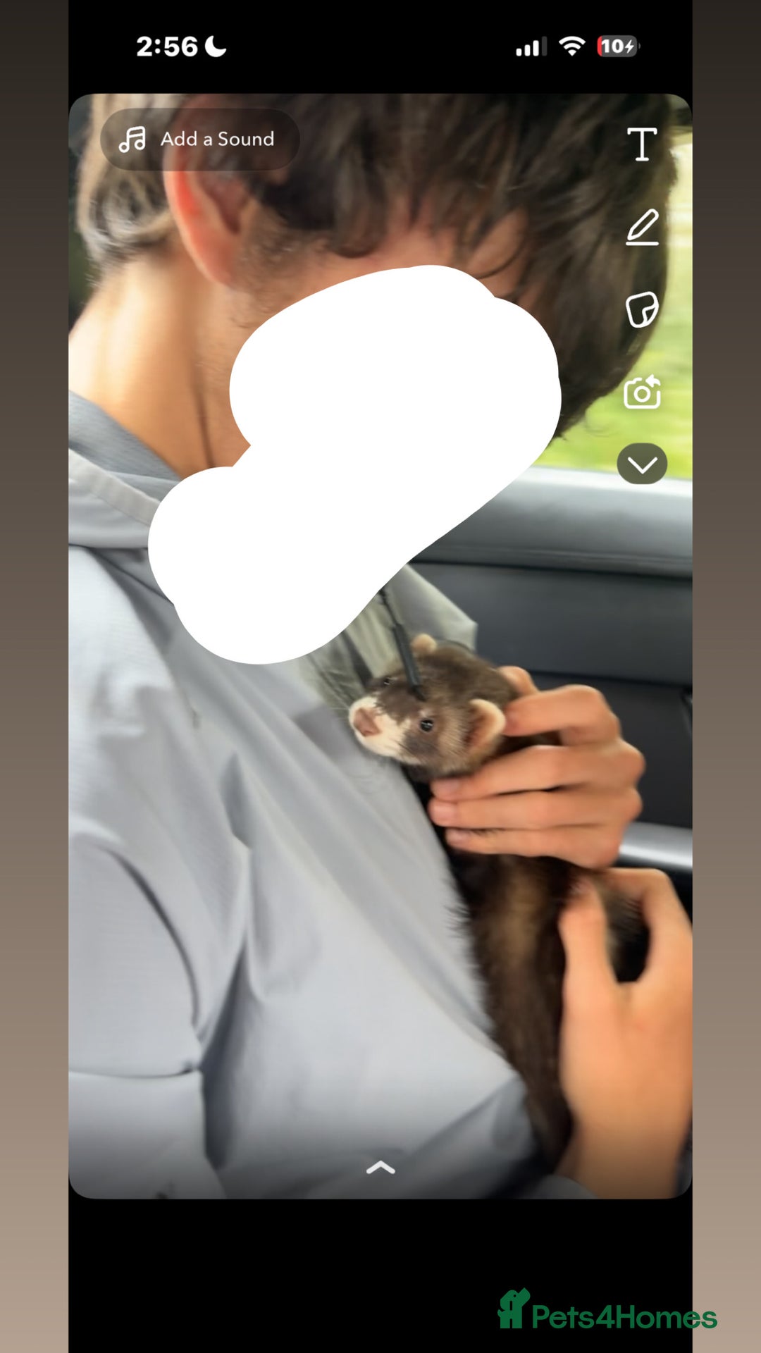 Ferret rodents for sale: ferrets that need rehoming - Image 1