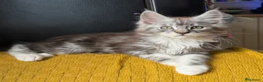 Maine Coon 2