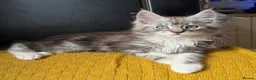 Maine Coon cats for sale:  Beautiful Maine Coon  - Advert 5