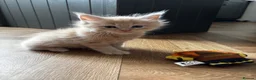Maine Coon cats for sale: Majestic Maine Coon Kittens  - Advert 21