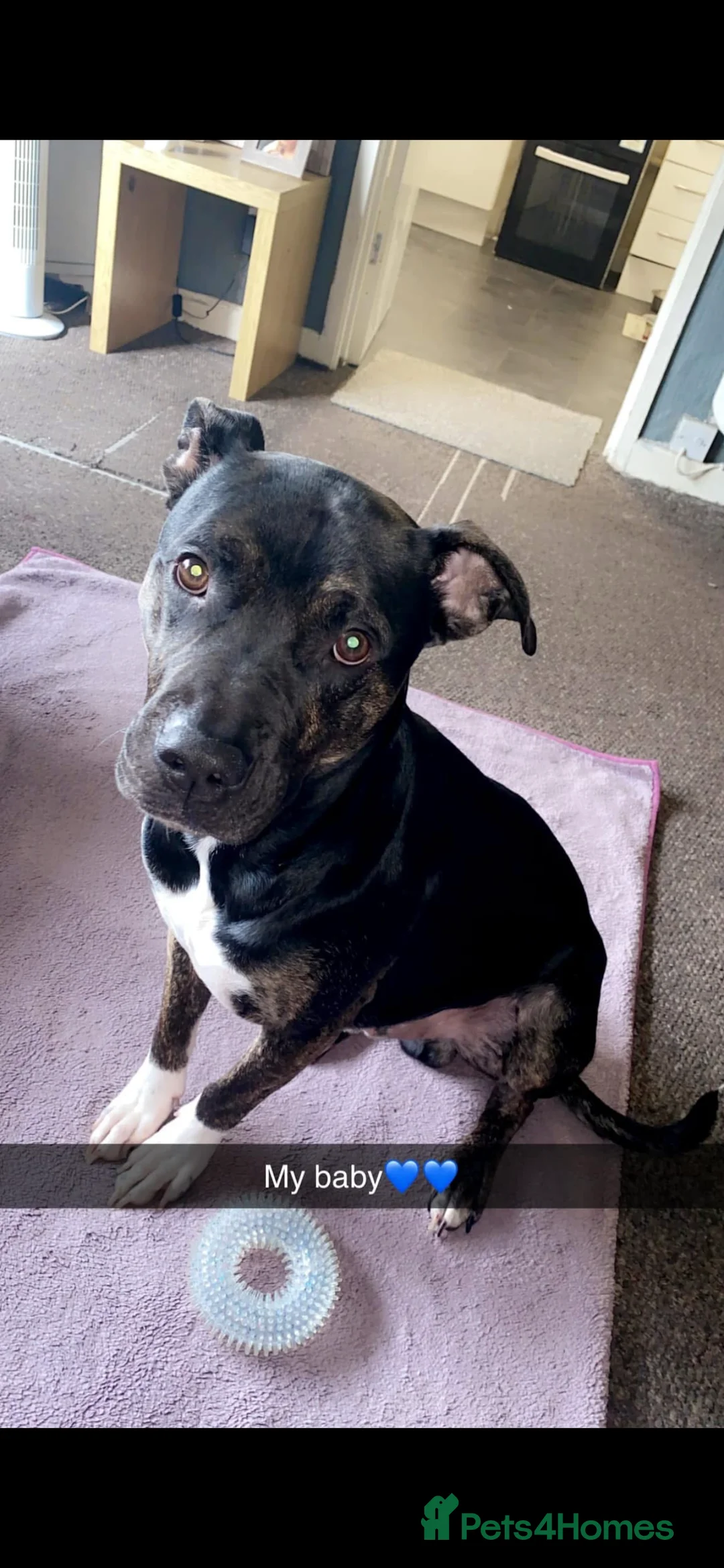 Mixed Breed dogs for sale: This is my boy rocky - Advert 2