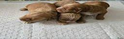 Mixed Breed dogs for sale: Cocker spaniel x labrador xEngland spring spaniel  - Advert 4