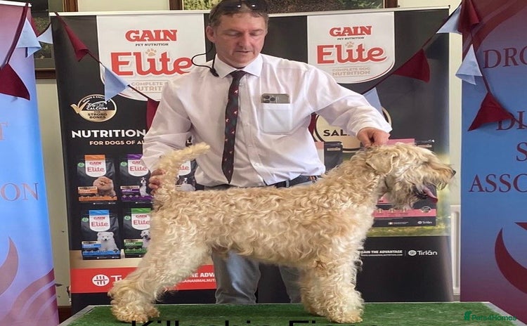 Soft Coated Wheaten Terrier dogs - Advert 2