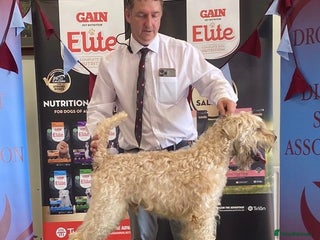 Soft Coated Wheaten Terrier dogs - Advert 2