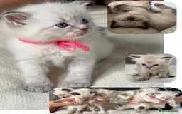 Ragdoll cats for sale: 6 beautiful PURE ragdolls - Image 1