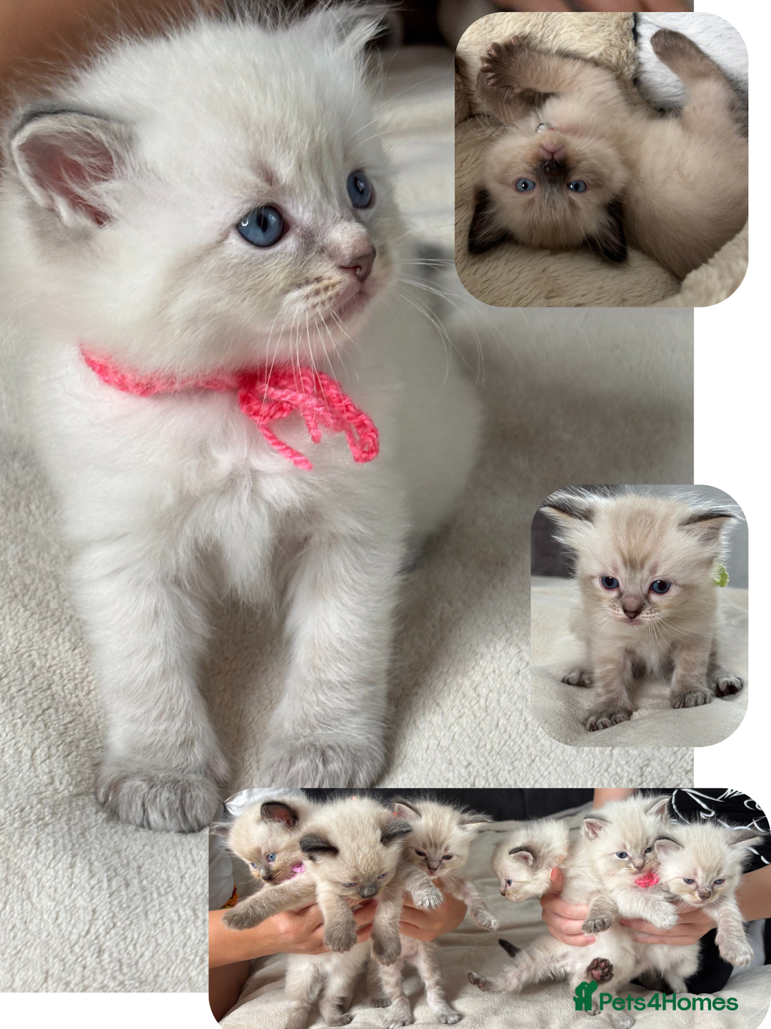 Ragdoll cats for sale: 6 beautiful PURE ragdolls - Image 1