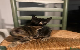 Mixed Breed cats for sale: Bengal Mix- Ready! 4/6 left  - Image 12