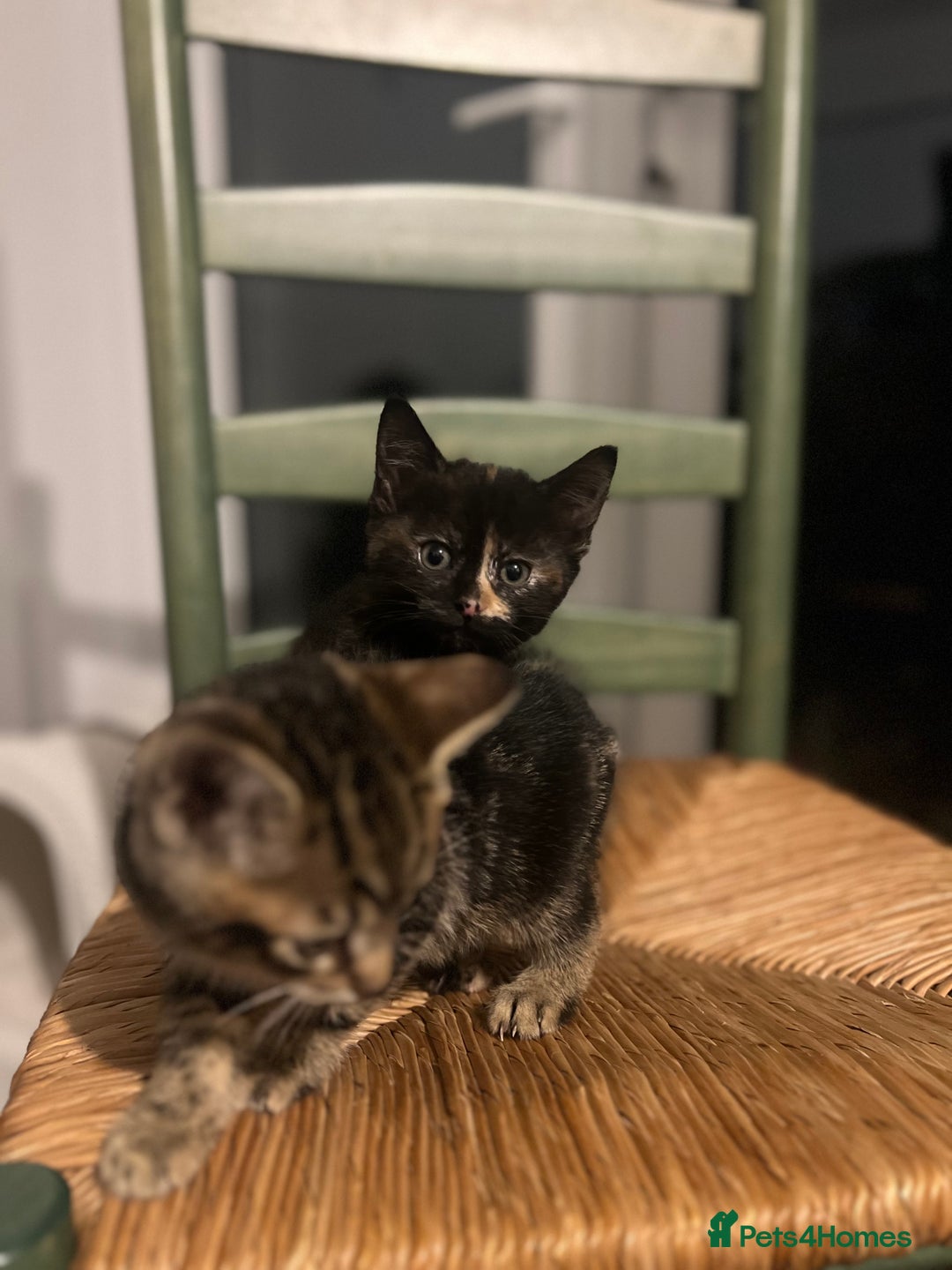 Mixed Breed cats for sale: Bengal Mix- Ready! 4/6 left  - Image 12