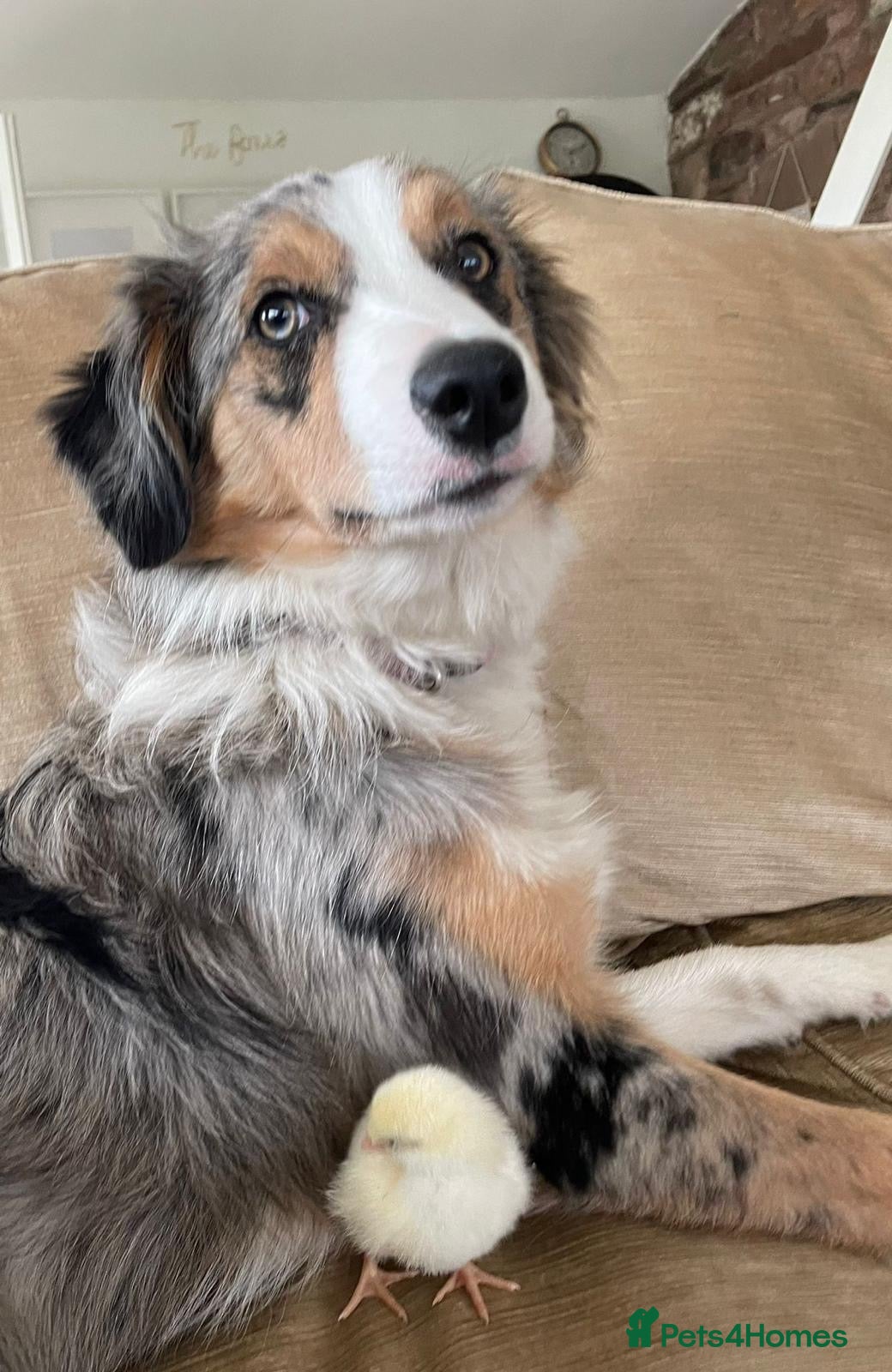 Border Collie dogs 5 year old tri Merle border collie girl  - Advert 17