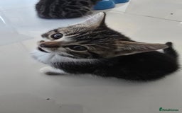 Bengal cats for sale:  Bengal with long haired blk & white kittens - Image 27