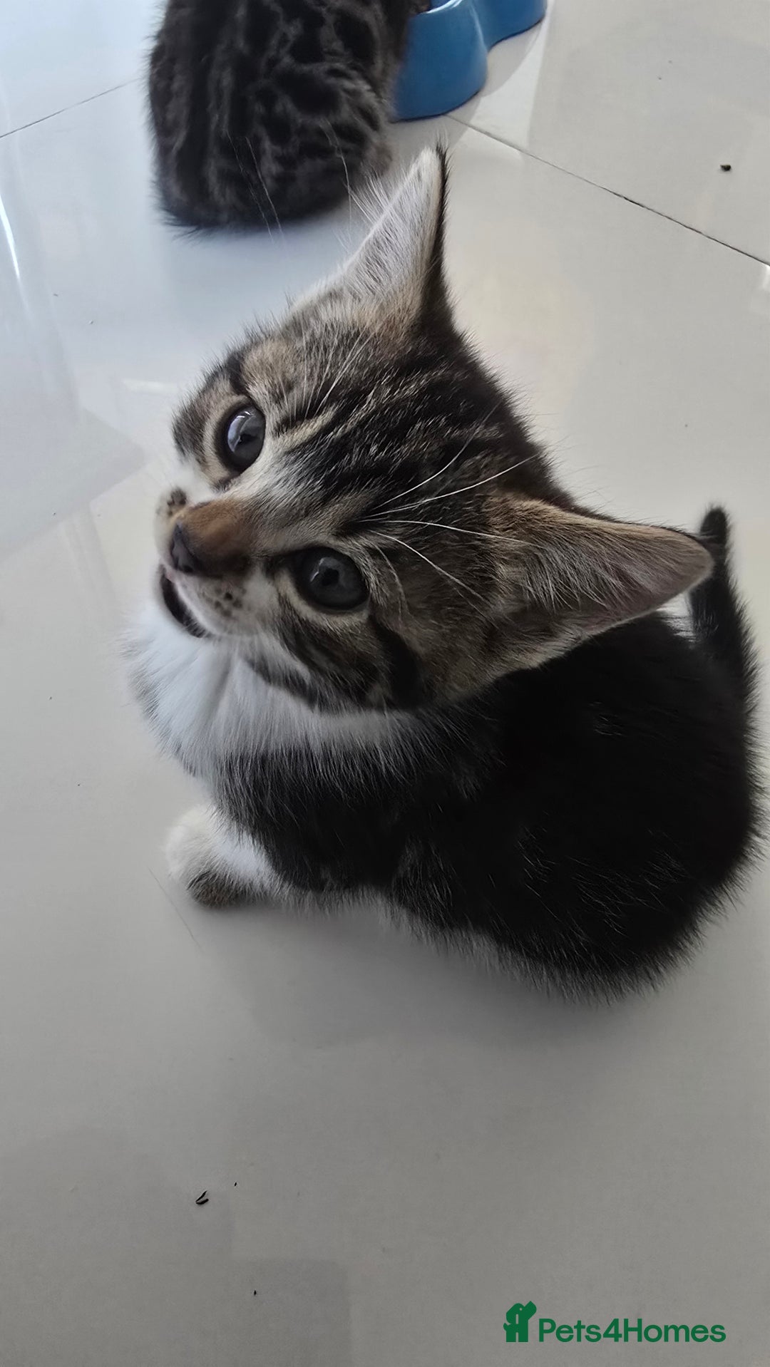 Bengal cats for sale:  Bengal with long haired blk & white kittens - Image 27