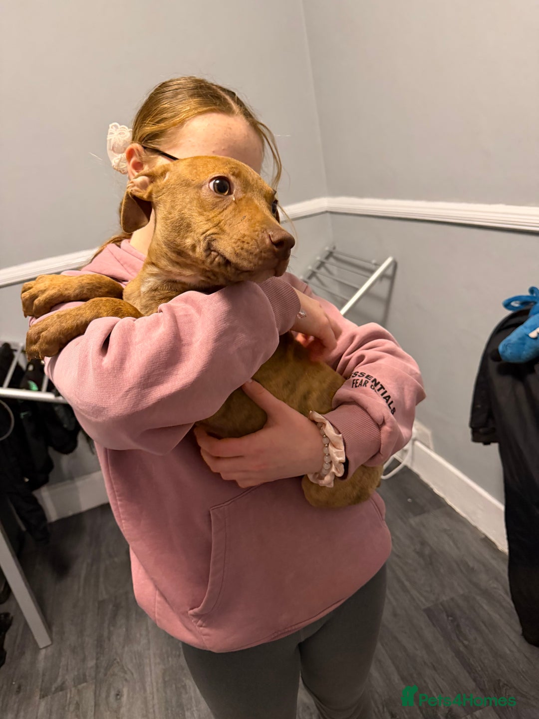 Staffordshire Bull Terrier dogs for sale: Female staff puppy - Advert 1