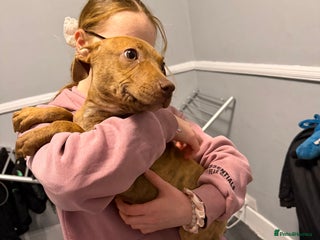 Staffordshire Bull Terrier dogs Female staff puppy - Advert 5