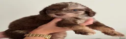 Cockapoo dogs for sale: Multi gen cockapoo puppies for sale. - Advert 8