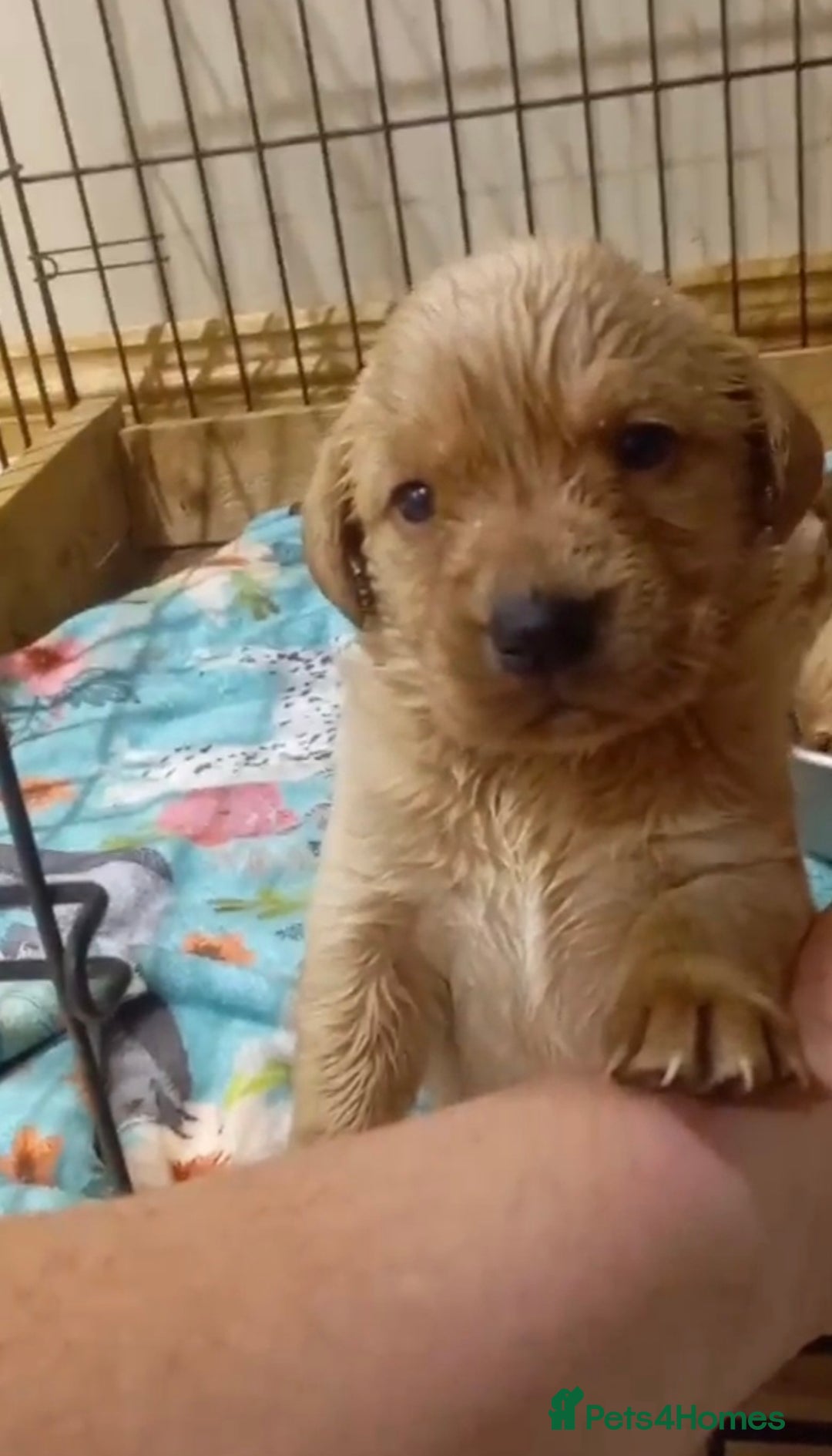 Labrador Retriever dogs for sale: Labrador puppies - Advert 3