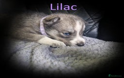 Shepsky dogs for sale: Siberian husky hybrid pups - Image 1