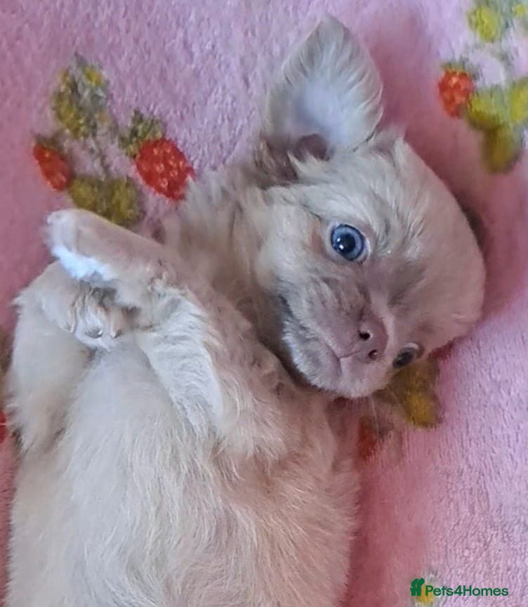 Chihuahua dogs Ready to leave now Long Coat Chihuahua pups  - Advert 7