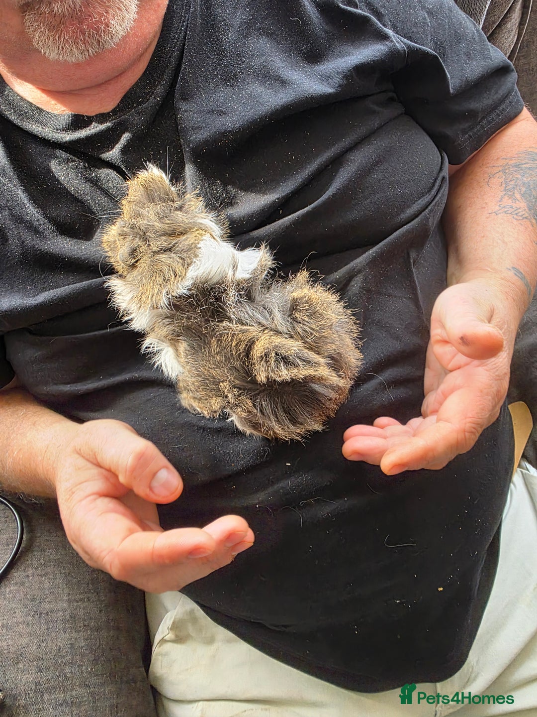 Guinea Pig rodents for sale: Male guinea pigs - Image 4