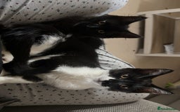 Mixed Breed cats for sale: 2 male kittens for sale  - Image 1
