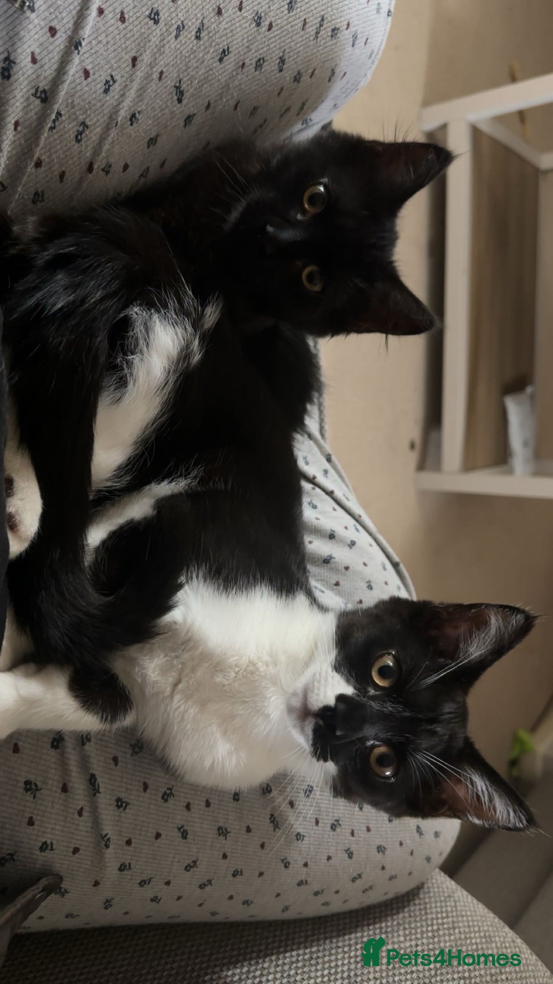 Mixed Breed cats for sale: 2 male kittens for sale  - Image 1