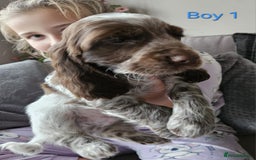 Cocker Spaniel dogs for sale: stunning show cockers - Image 3