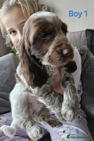 Cocker Spaniel dogs - Advert 2