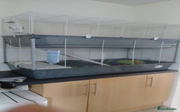 Guinea Pig rodents for sale: Two male guinea pigs needing good home - Image 3