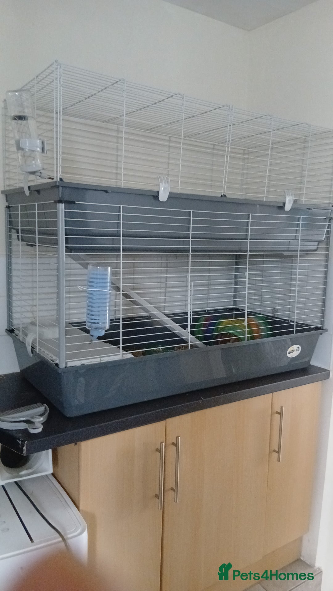 Guinea Pig rodents for sale: Two male guinea pigs needing good home - Image 3