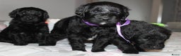 Goldendoodle dogs for sale: F1 Goldendoodle black Puppies - Advert 8