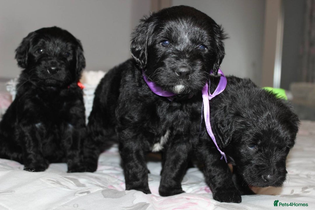 Goldendoodle dogs for sale: F1 Goldendoodle black Puppies - Advert 8