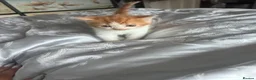 Mixed Breed cats for sale: BSH x persian mix in Ilford - Advert 5