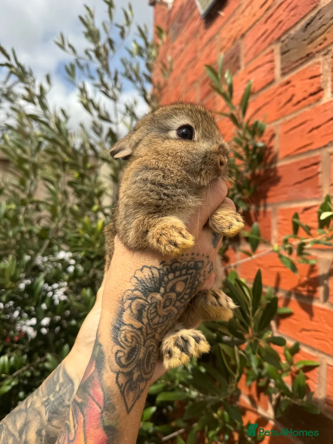 Netherland Dwarf rabbits for sale: Adorable, tiny Netherland Dwarf babies ready Now  - Advert 1