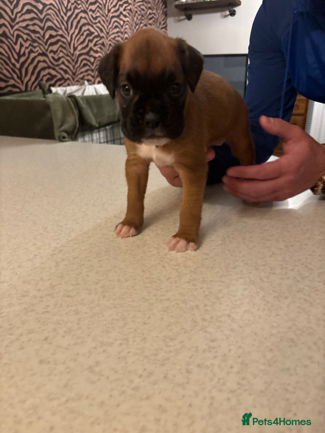 Boxer dogs for sale: Boxer puppies 5 bitches 1 boy  - Advert 33