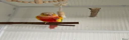 Conures birds for sale:   Pineapple Green-cheek Conure for Rehoming  - Advert 8