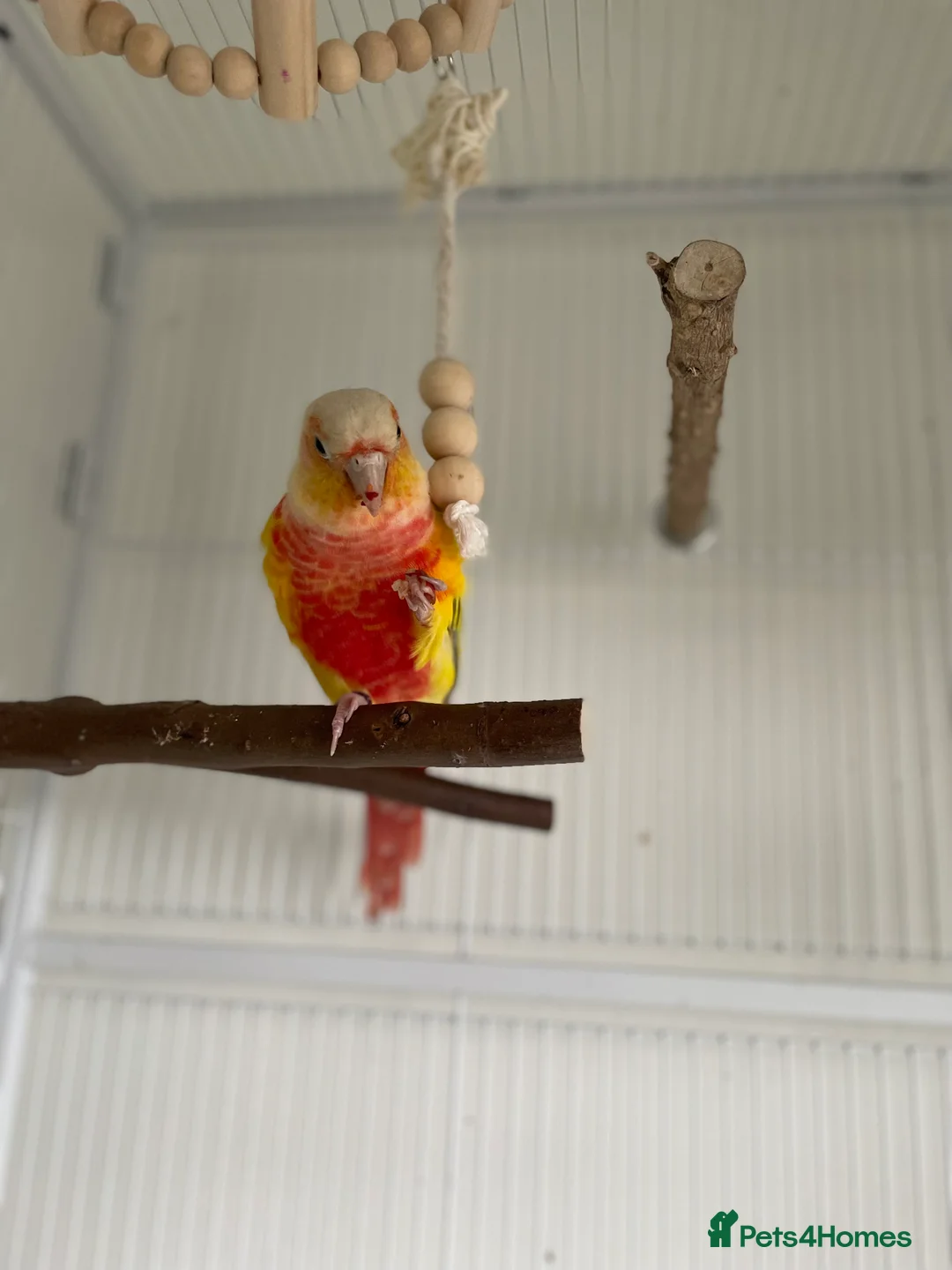 Conures birds for sale:   Pineapple Green-cheek Conure for Rehoming  - Advert 8