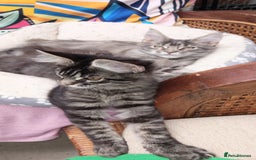 Maine Coon cats for sale: Maine coon purebred pedigre xl in Barnsley - Image 32
