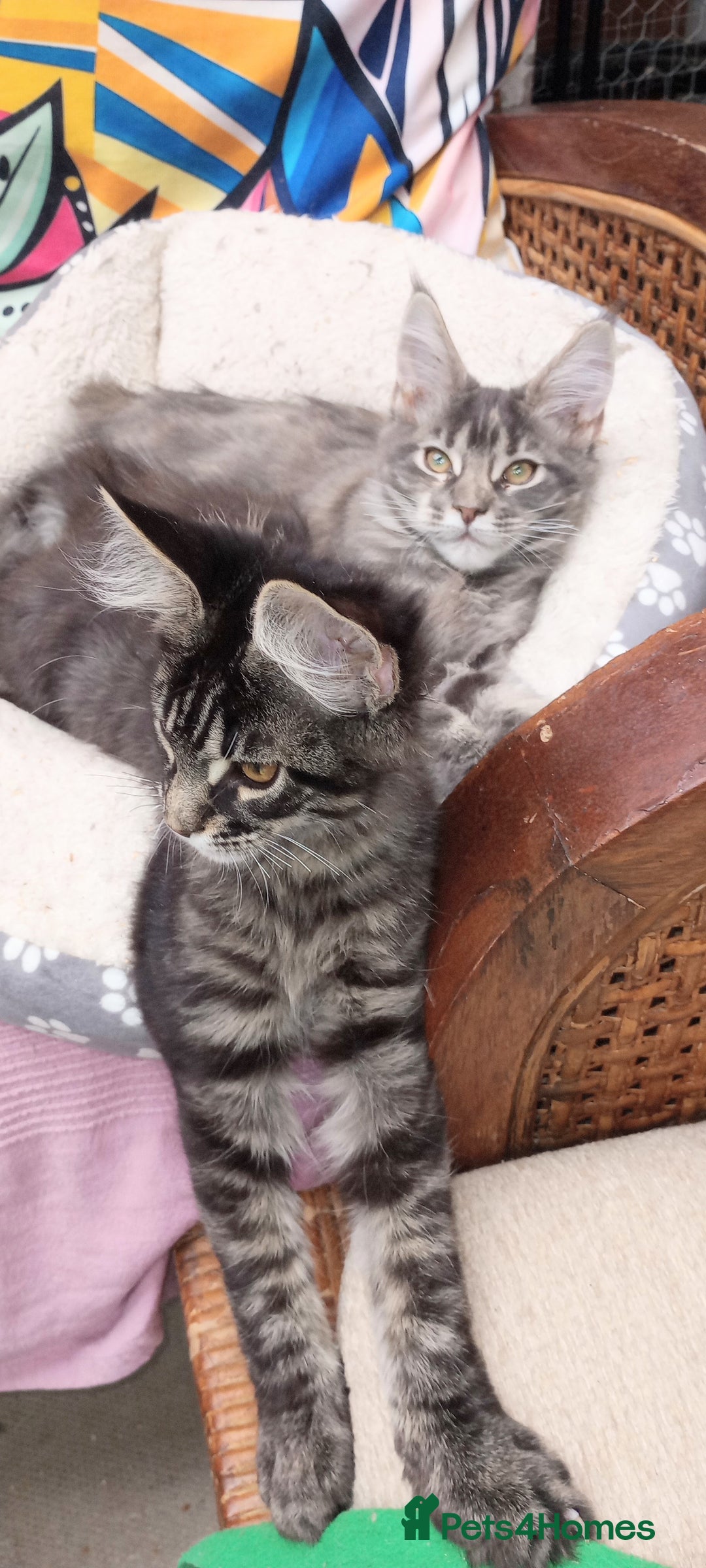 Maine Coon cats for sale: Maine coon purebred pedigre xl in Barnsley - Image 32