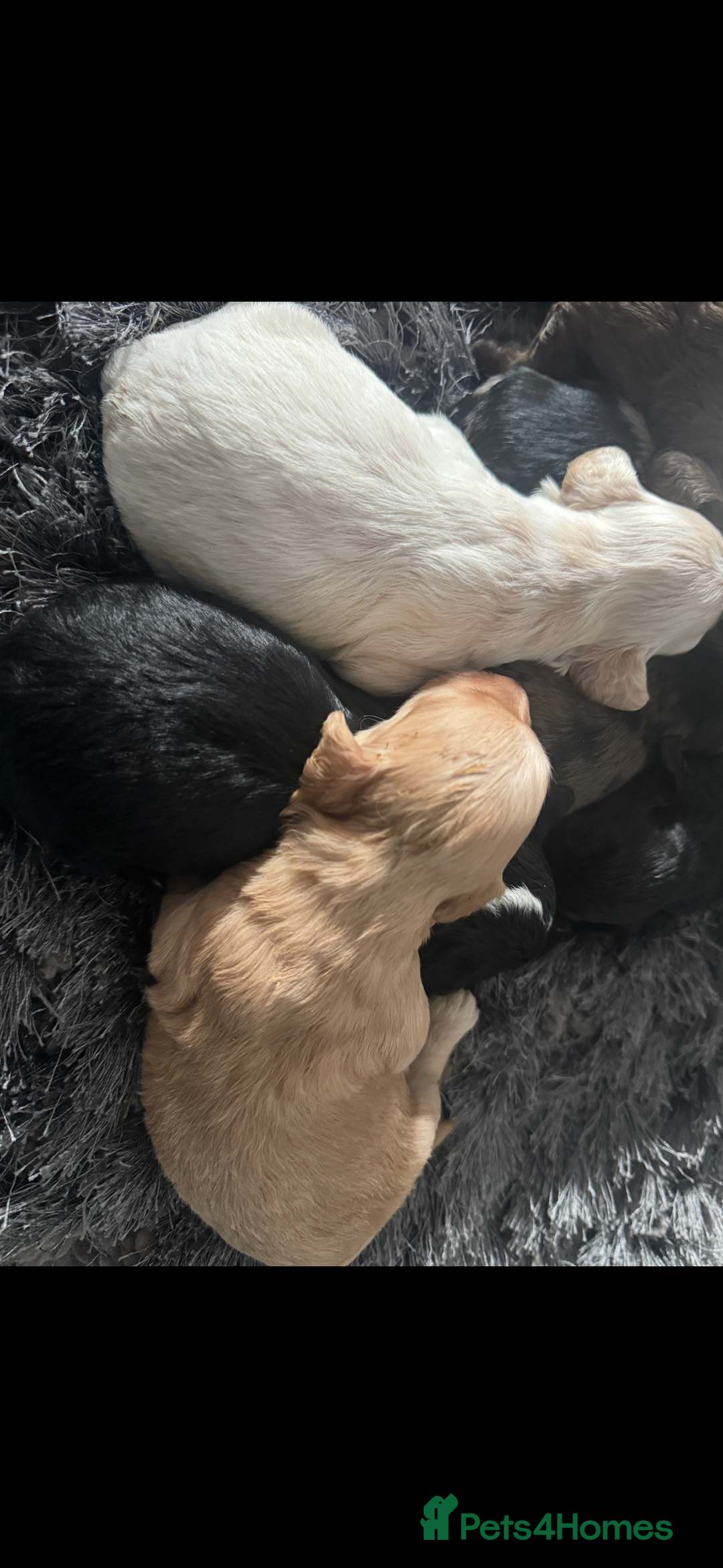 Cockapoo dogs for sale: Rare stunning American miniature teddy cockapoos  - Image 6