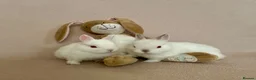 Netherland Dwarf rabbits for sale: 🐇 Netherland Dwarf Babies 🐇 - Advert 7