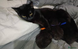 Mixed Breed cats for sale: 4 Beautiful fur babies looking for forever homes  - Image 8