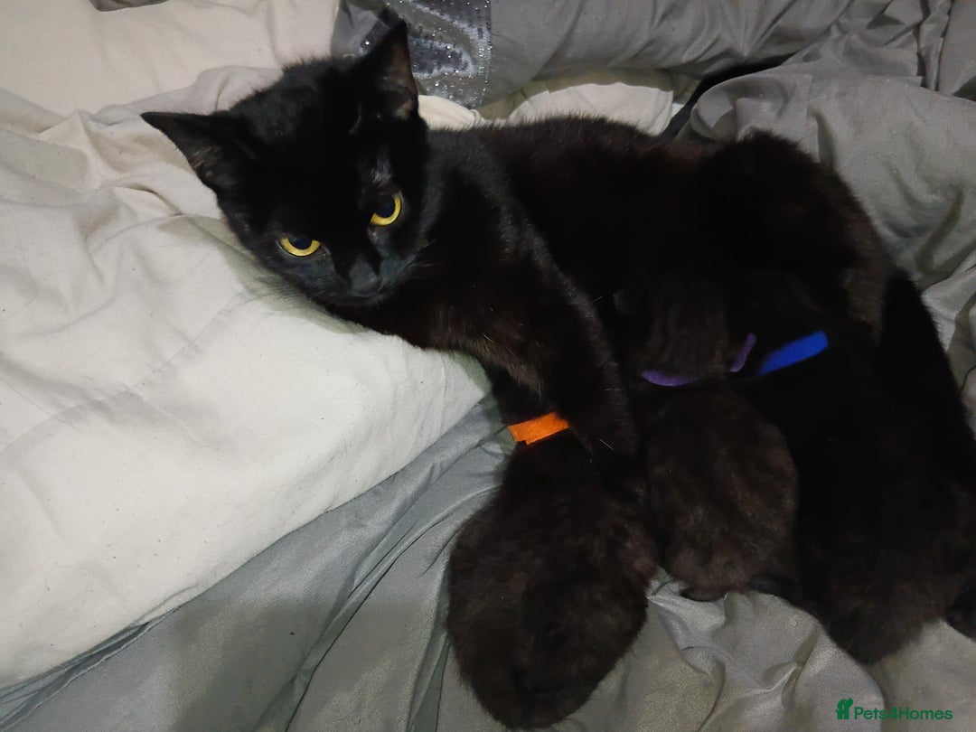 Mixed Breed cats for sale: 4 Beautiful fur babies looking for forever homes  - Image 8