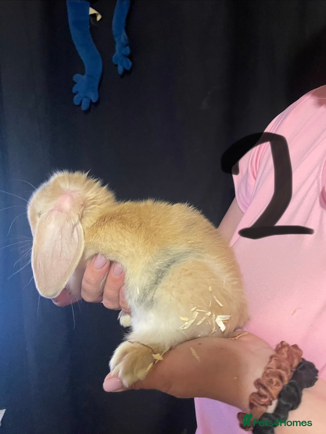 Mixed Breed rabbits for sale: 4x Bunnies for sale  - Advert 23