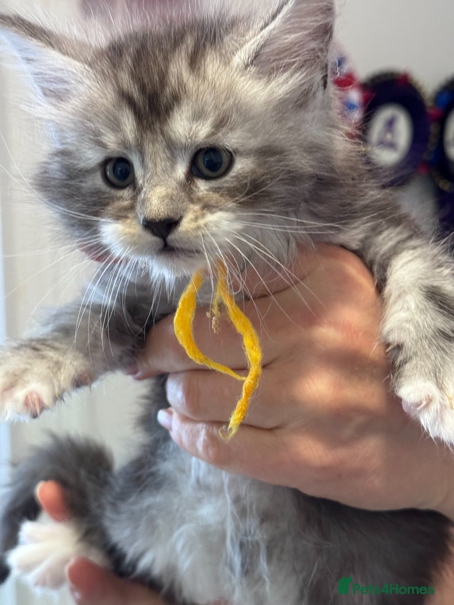 Maine Coon cats Maine Coon Kittens by Grabd Champion GCCF for Sale - Advert 1