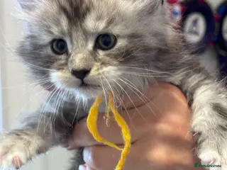 Maine Coon cats Maine Coon Kittens by Grabd Champion GCCF for Sale - Advert 3