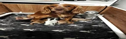 Cocker Spaniel dogs for sale: Cocker spaniel puppies - Advert 4