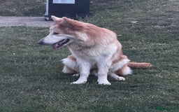 German Shepherd dogs for sale: ⭐️Chunky kc reg GSD pups ⭐️  - Image 6