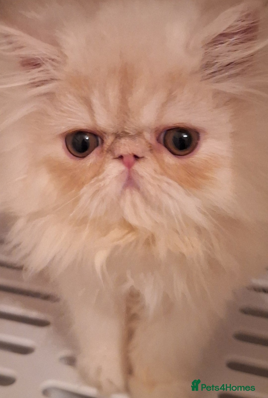 Persian cats for sale: 1  beautiful  stunning male persian available  - Advert 4